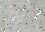 TRBP Antibody in Immunohistochemistry (Paraffin) (IHC (P))