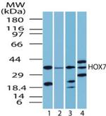 MSX1 Antibody in Western Blot (WB)