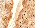 c-MAF Antibody in Immunohistochemistry (Paraffin) (IHC (P))