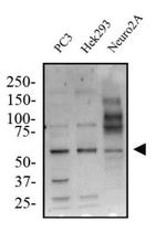 KLF4 Antibody in Western Blot (WB)