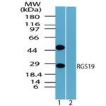 RGS19 Antibody in Western Blot (WB)