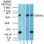 UVRAG Antibody in Western Blot (WB)