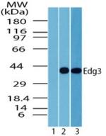 EDG3 Antibody in Western Blot (WB)