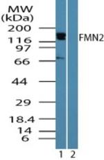 FMN2 Antibody in Western Blot (WB)