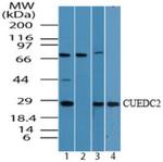 CUEDC2 Antibody in Western Blot (WB)