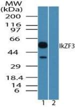 IKZF3 Antibody in Western Blot (WB)