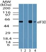 eIF3d Antibody in Western Blot (WB)