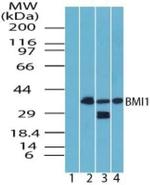 BMI-1 Antibody in Western Blot (WB)