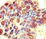 eIF3j Antibody in Immunohistochemistry (Paraffin) (IHC (P))