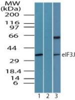 eIF3j Antibody in Western Blot (WB)