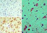 FHOD3 Antibody in Immunohistochemistry (Paraffin) (IHC (P))