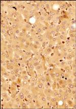 KLF15 Antibody in Immunohistochemistry (Paraffin) (IHC (P))