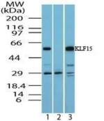 KLF15 Antibody in Western Blot (WB)