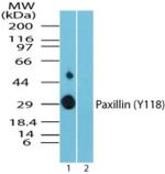 Phospho-Paxillin (Tyr118) Antibody in Western Blot (WB)