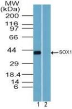 SOX1 Antibody in Western Blot (WB)