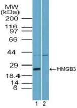 HMGB3 Antibody in Western Blot (WB)