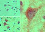 HOXB4 Antibody in Immunohistochemistry (Paraffin) (IHC (P))