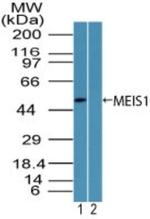 MEIS1 Antibody in Western Blot (WB)