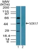 SOX17 Antibody in Western Blot (WB)