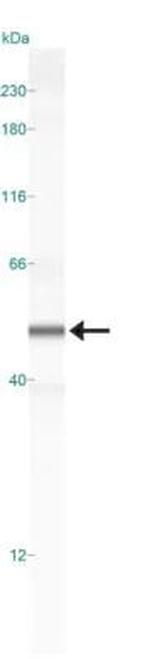 SOX9 Antibody in Western Blot (WB)