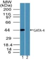 GATA4 Antibody in Western Blot (WB)