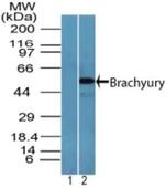 Brachyury Antibody in Western Blot (WB)