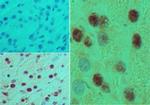 HB9 Antibody in Immunohistochemistry (Paraffin) (IHC (P))