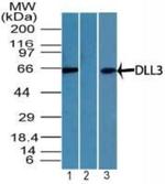 DLL3 Antibody in Western Blot (WB)