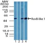 RUVBL1 Antibody in Western Blot (WB)