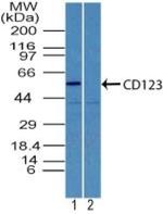 CD123 Antibody in Western Blot (WB)