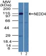 NEDD4 Antibody in Western Blot (WB)