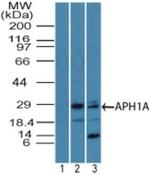 APH1 Antibody in Western Blot (WB)