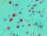 NeuroG3 Antibody in Immunohistochemistry (Paraffin) (IHC (P))