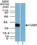 TXNIP Antibody in Western Blot (WB)