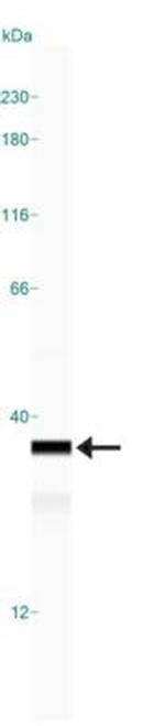 HMGB1 Antibody in Western Blot (WB)