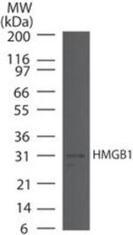 HMGB1 Antibody in Western Blot (WB)