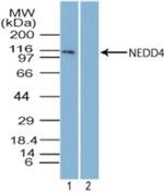 NEDD4 Antibody in Western Blot (WB)