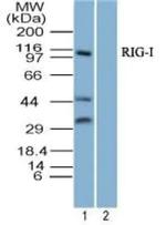 RIG-I Antibody in Western Blot (WB)