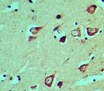 HES5 Antibody in Immunohistochemistry (Paraffin) (IHC (P))