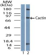 CACTIN Antibody in Western Blot (WB)