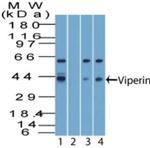 Viperin Antibody in Western Blot (WB)