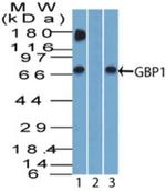 GBP1 Antibody in Western Blot (WB)