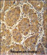 MCEE Antibody in Immunohistochemistry (Paraffin) (IHC (P))