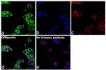 KEAP1 Antibody in Immunocytochemistry (ICC/IF)