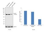 KEAP1 Antibody in Western Blot (WB)