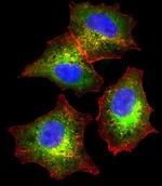 Fetuin A Antibody in Immunocytochemistry (ICC/IF)