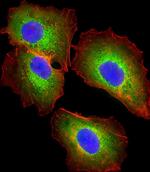 Fetuin A Antibody in Immunocytochemistry (ICC/IF)