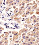 Fetuin A Antibody in Immunohistochemistry (Paraffin) (IHC (P))