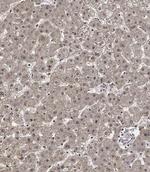 Cyclin Y Antibody in Immunohistochemistry (Paraffin) (IHC (P))