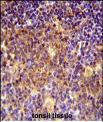 MUTED Antibody in Immunohistochemistry (Paraffin) (IHC (P))